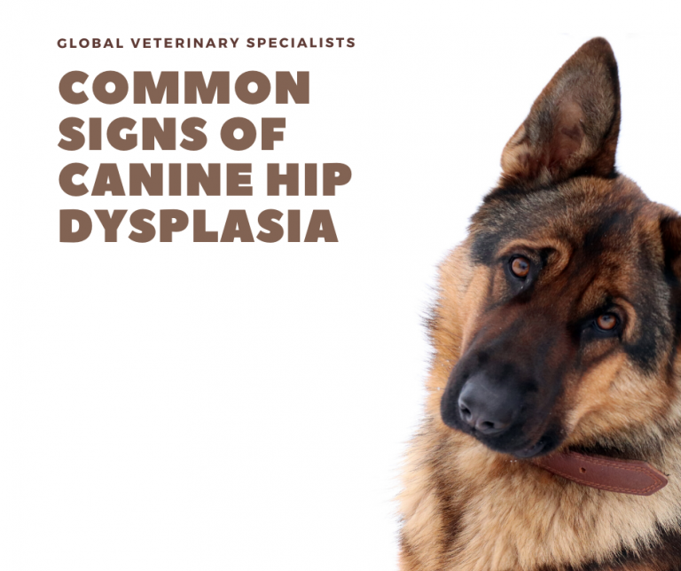 Common Signs of Canine Hip Dysplasia Global Vet Blog