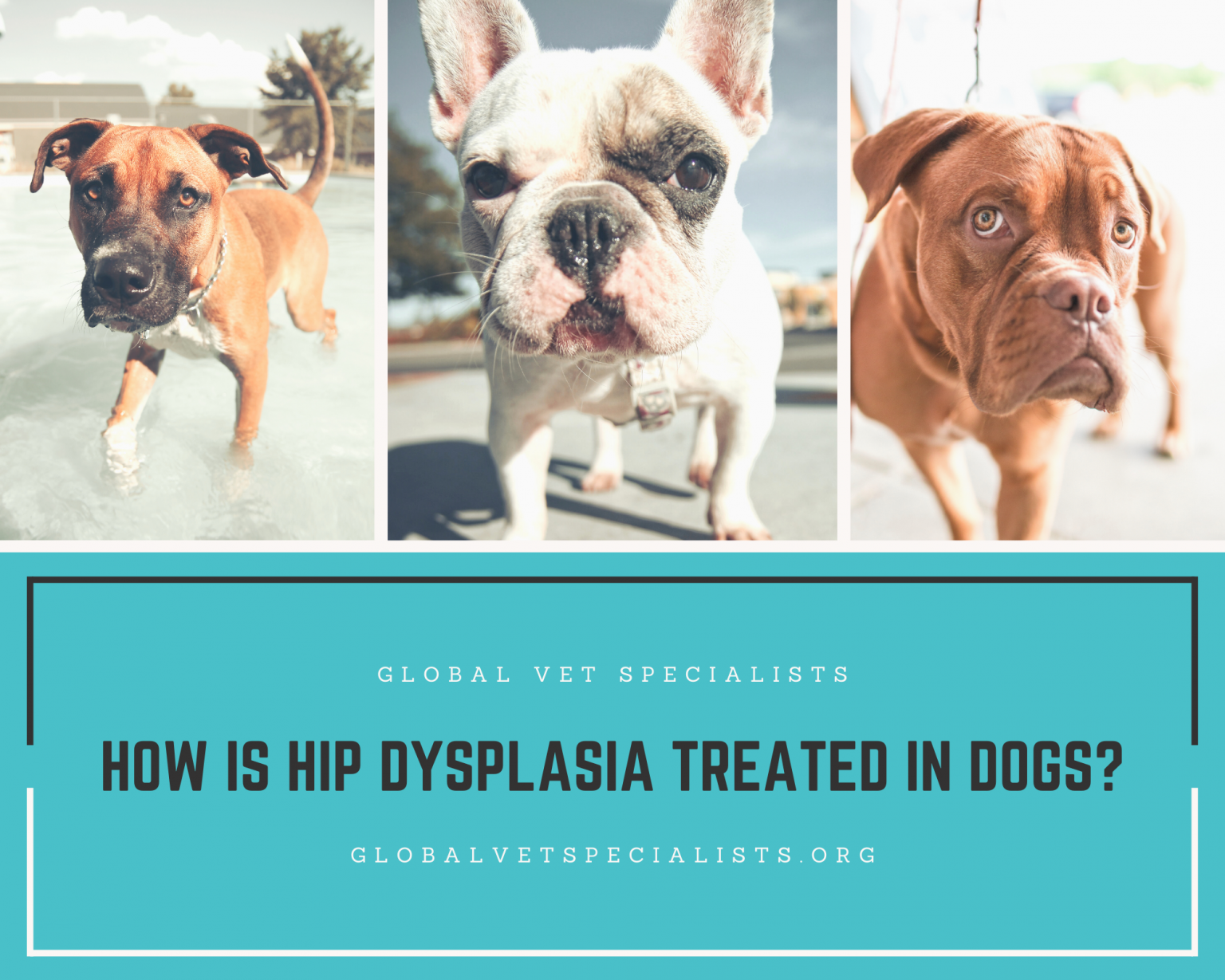 How is Hip Dysplasia Treated in Dogs? - Global Vet Blog