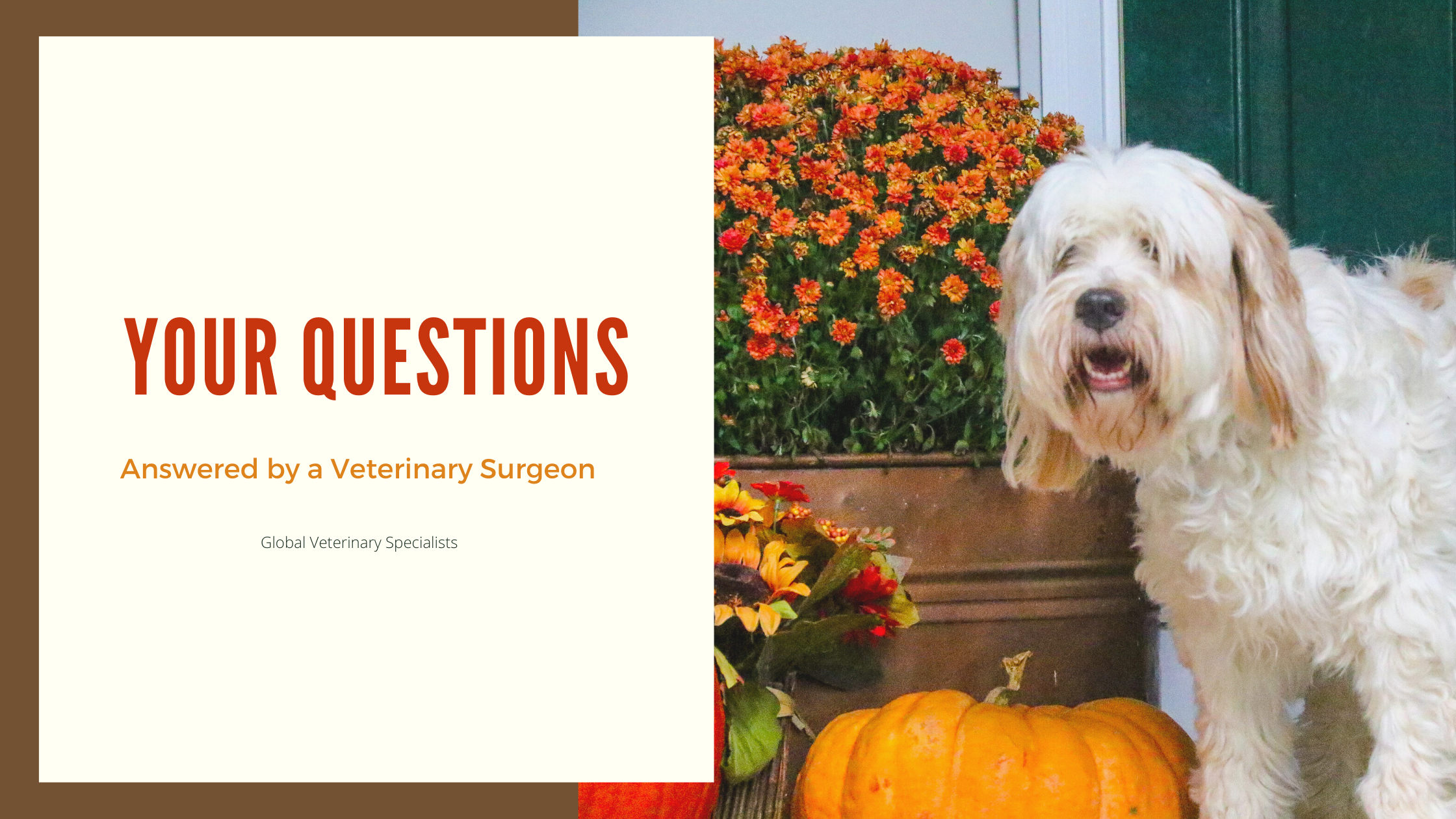 veterinary surgeon interview questions