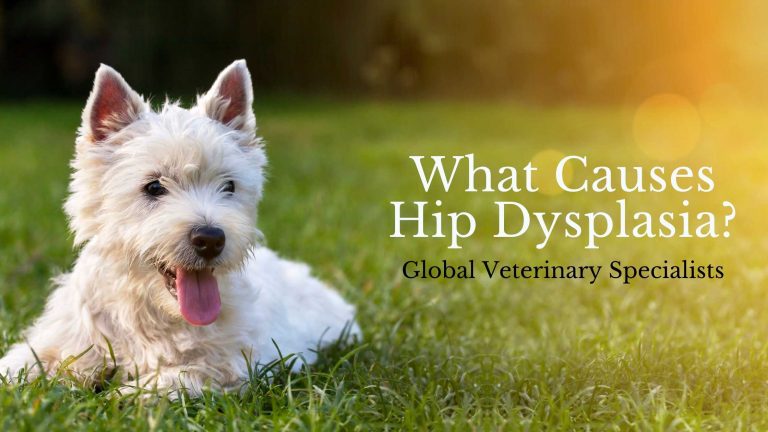 What Causes Hip Dysplasia? - Global Vet Blog