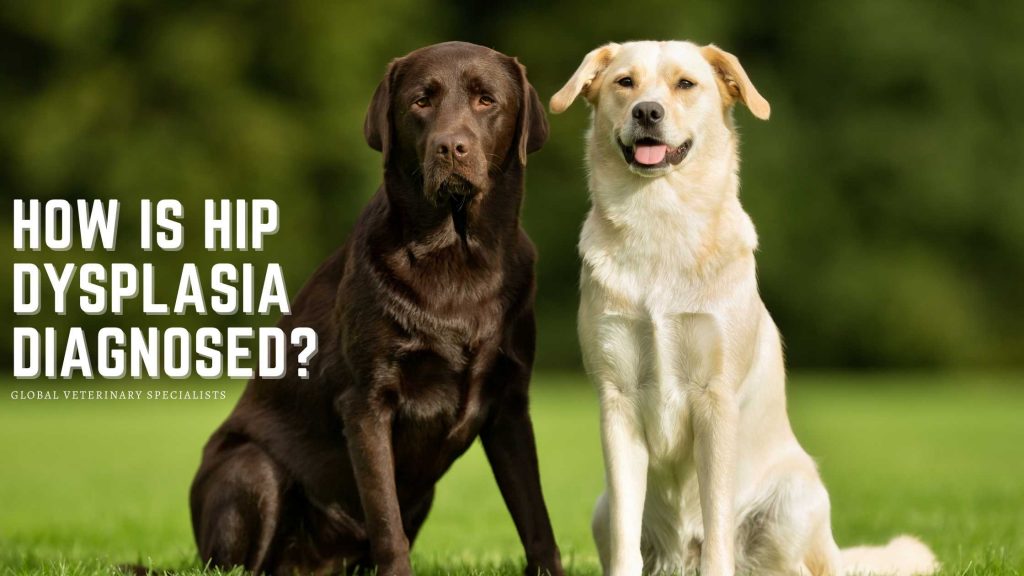 How is Hip Dysplasia Diagnosed? - Global Vet Blog