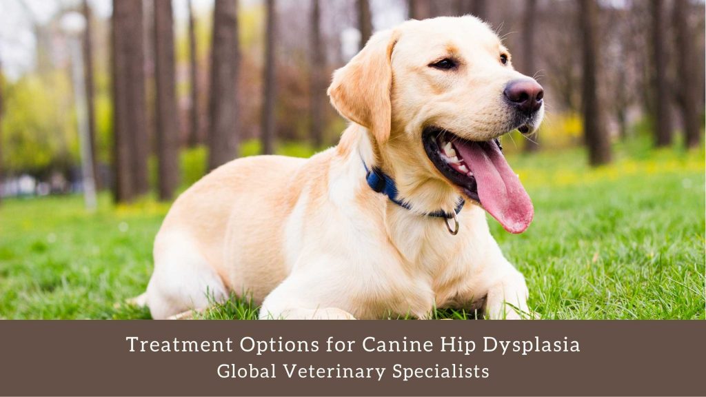 Treatment Options for Canine Hip Dysplasia - Global Vet Blog