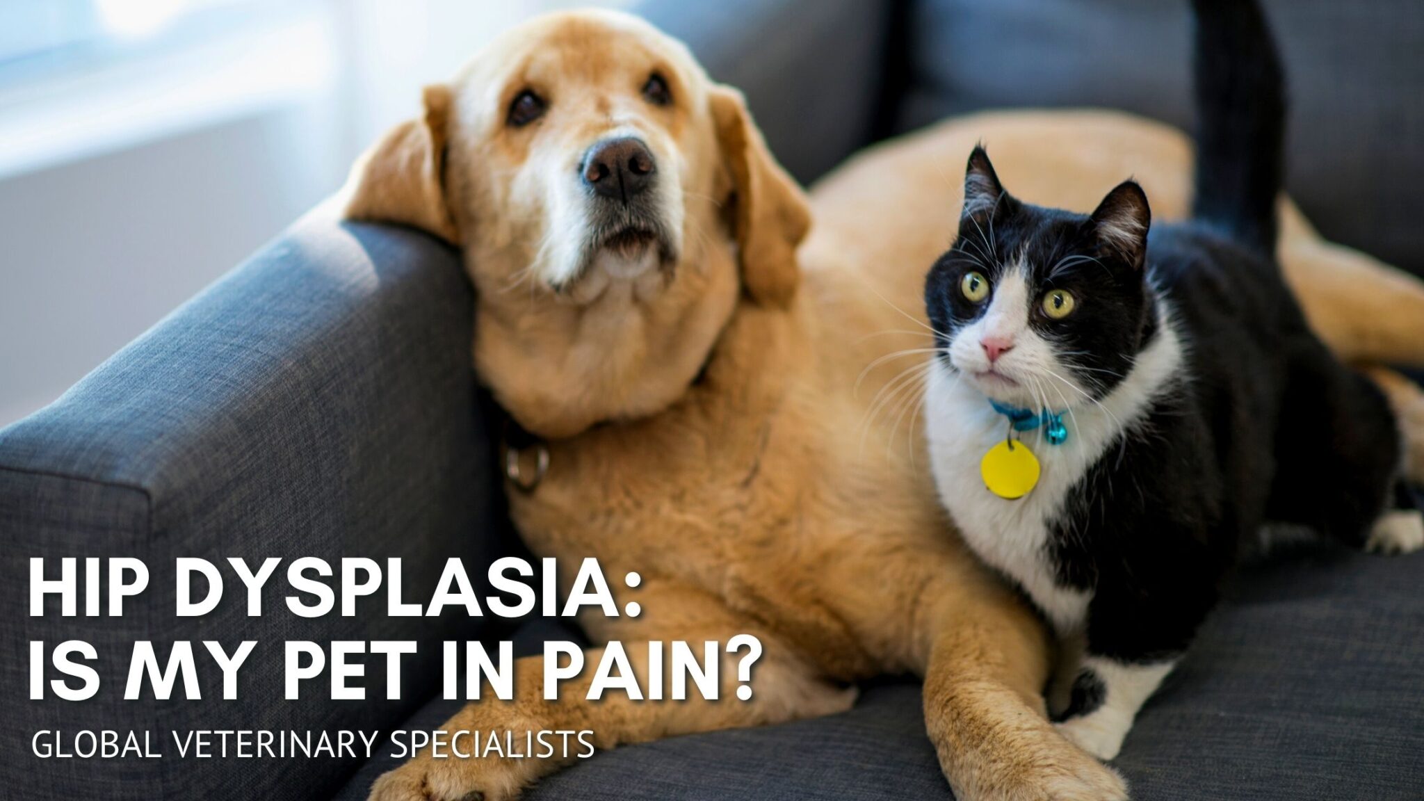 Hip Dysplasia Is My Pet in Pain? Global Vet Blog