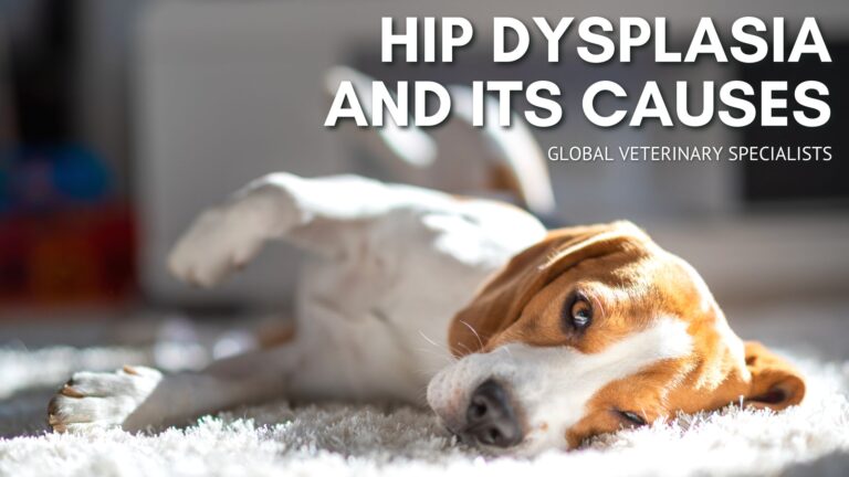 Hip Dysplasia and Its Causes - Global Vet Blog