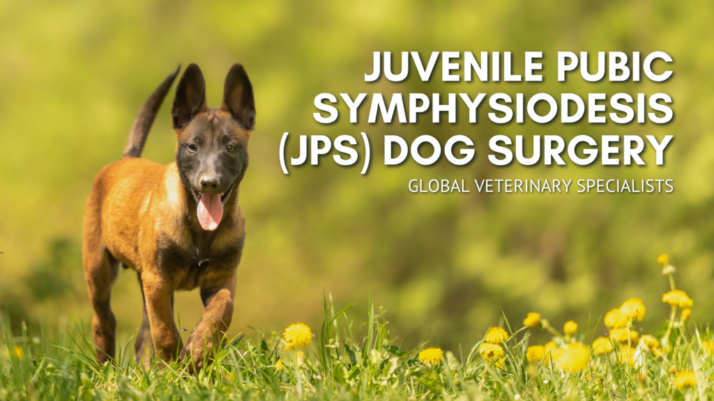 juvenile-pubic-symphysiodesis-jps-dog-surgery-global-vet-blog